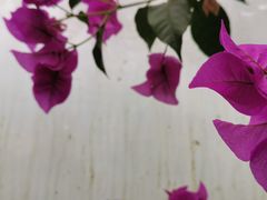 -呀路古热带植物园