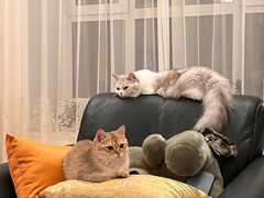 -FAELING PETS美天灵宠物(富力广场店)