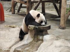 -栾川竹海野生动物园