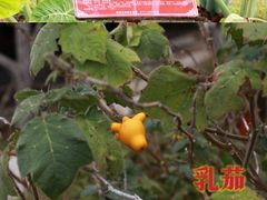 -广西壮族自治区药用植物园