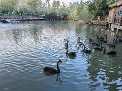 -溱湖国家湿地公园