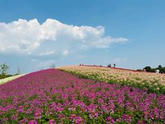 -径山花海