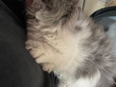 -宠爱国际动物医院· 猫科· 外科·中兽医(长白店)