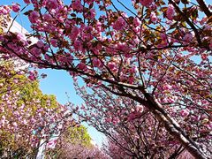 -高东镇樱花园