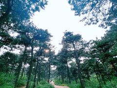 -北京西山国家森林公园