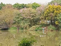 -海珠湖公园