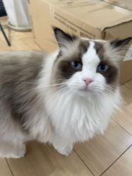 -Sugar苏格婚礼策划工作室