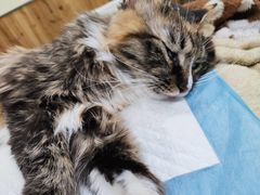 -瑞派长江宠物医院·猫科·外科·24小时夜护(谊城公寓分院)