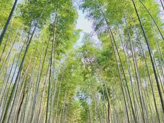 -大奇山国家森林公园