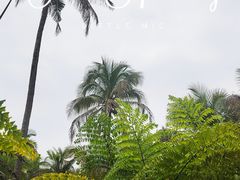 -中国科学院西双版纳热带植物园