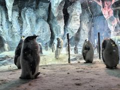 -帝企鹅自助餐厅•儿童岛•真企鹅(长隆企鹅酒店)