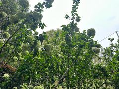 -铁山坪森林公园