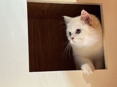 -老吴的猫·猫舍(新区店)