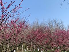 -上海海湾国家森林公园