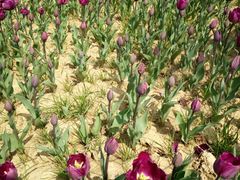 -瑶湖郊野森林公园