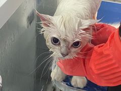 -宠福鑫康馨动物医院·骨科·眼科