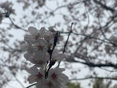 -高东镇樱花园