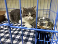 -瑞鹏宠物医院·骨科·猫科·内科(第一中心)