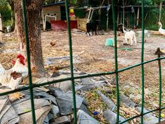 -呼吸森林·生态农庄农家乐私房菜