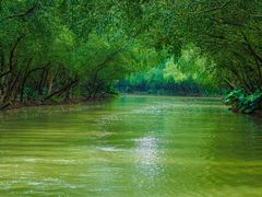 景点-大湾区中央湿地公园