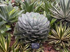 -深圳仙湖植物园