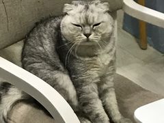 -喵的天空名猫咖啡馆·撸猫·猫舍·用品