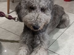 -瑞鹏瑞爱宠物医院·全科·猫科·血液透析中心(龙头寺店)