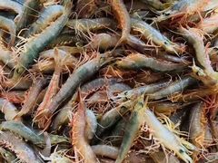 -浩运·海鲜青岛菜·海胆水饺(石老人店)