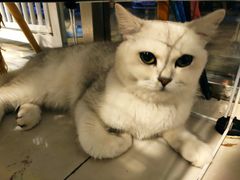 -平行世界·猫咖(首经贸店)