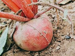 -庞各庄翠芳园西瓜蔬菜基地采摘园