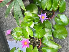 -南堂小馆·川菜馆(德商国际店)
