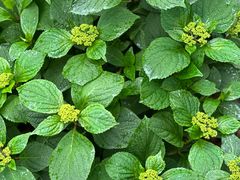 -双季花艺园艺市场(浦东店)