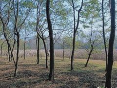 -大蜀山国家森林公园