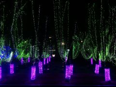 -大亚湾红树林城市湿地公园