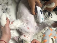 -美联众合宠物医院·爱萌分院·内外科·猫科中心