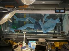 -奥兰多迪士尼动物王国乐园