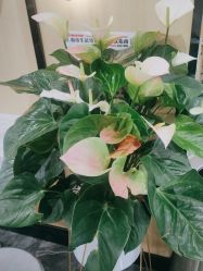 -倾城护肤造型