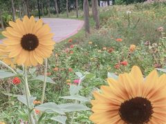 -中澳友谊花园