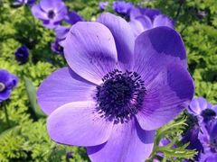 iphone_upload_pic-上海鲜花港