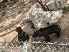 -石家庄市动物园