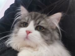 -爪爪喵星球·猫舍(前海卓越店)