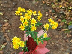 -云岫谷游猎自然风景区