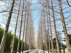 -黄海国家森林公园