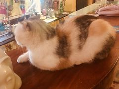 -猫色咖啡·猫咖