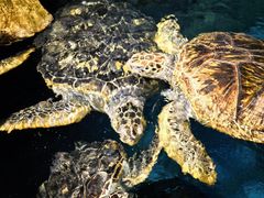 -烟台海昌鲸鲨海洋公园