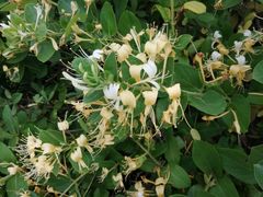 -武清南湖绿博园