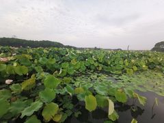 -梁鸿国家湿地公园