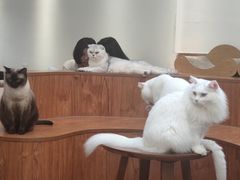 -有猫主题·治愈系猫咖(曾厝垵店)