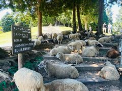 -神户市立六甲山牧场