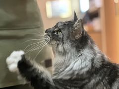 -MOCHA明星猫咖(田子坊店)